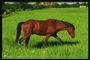 Red stallion trong Meadow. Phía xem