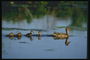 Canetons de canards de nager dans le lac