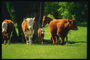 На лугу пасеться стадо корів