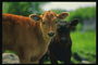 Due vitelli in piedi sul prato verde