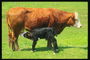 Alimenta a su ternero por vaca en un prado