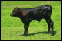 Black vasikka seisoo niityllä