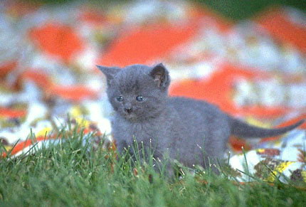Пепельно-голубой расцветки котенок на разноцветном платку на траве