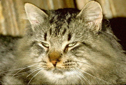 Серый полосатый кот
