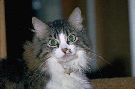 Кот с пятнышком на носу и зелеными глазами