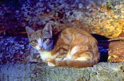 Кішка з короткою вовною рудої і білої забарвлення