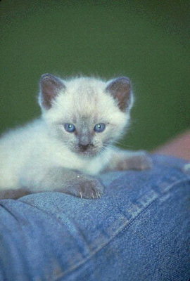 Маленкий котенок с белой пушистой шерстью и пепельными лапами