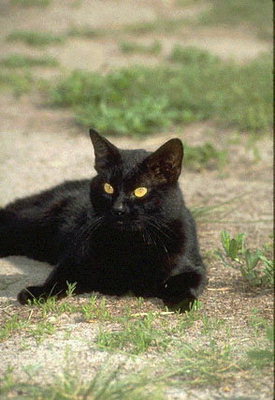 Черный кот с большими глазами
