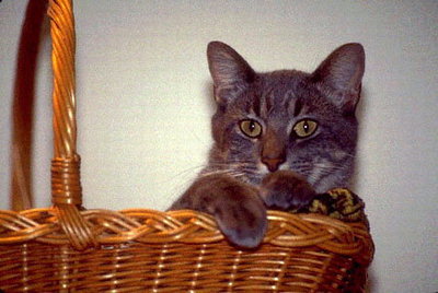 Серый кот с черными полосками в корзине