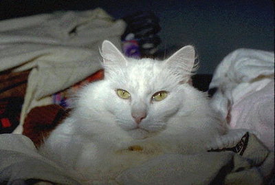 Белый пушистый кот на подушке