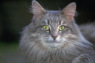 Пепельного окраса кот с большими зелеными глазами