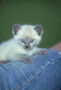 Маленкий котенок с белой пушистой шерстью и пепельными лапами