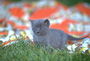 Пепельно-голубой расцветки котенок на разноцветном платку на траве