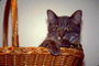 Серый кот с черными полосками в корзине