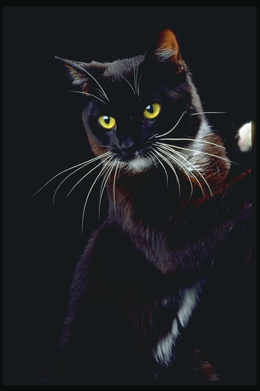 Черный кот с белым воротником, лапами, животом