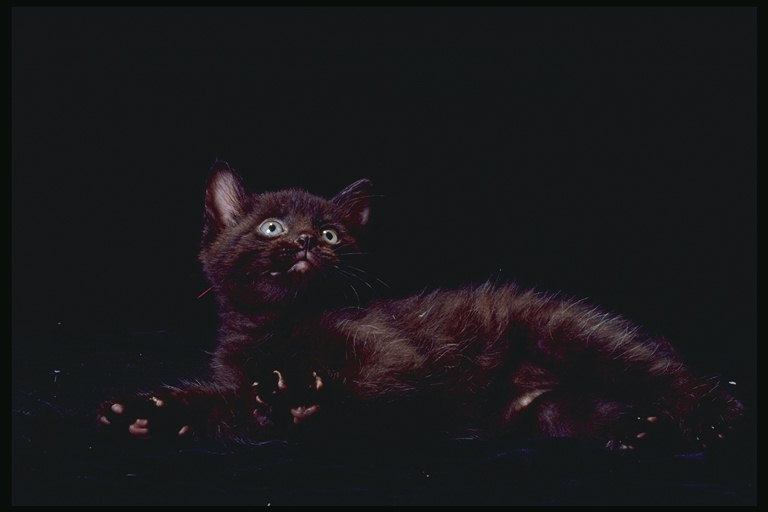 Маленькие коготки котика. Черный кот на темном фоне