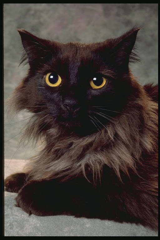 Кот коричневой расцветки с большими торчащими ушами и глазами