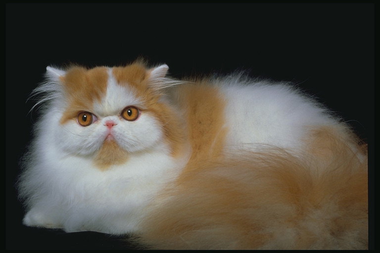 Пушистый кот белый с рыжими пятнами