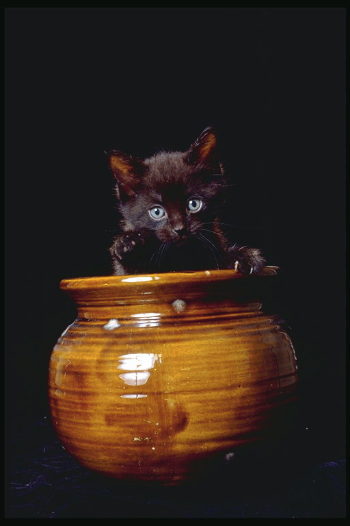 Черный котенок в глиненном горшке