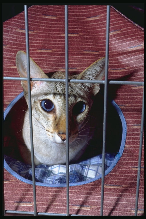 Кот в домике за решеткой