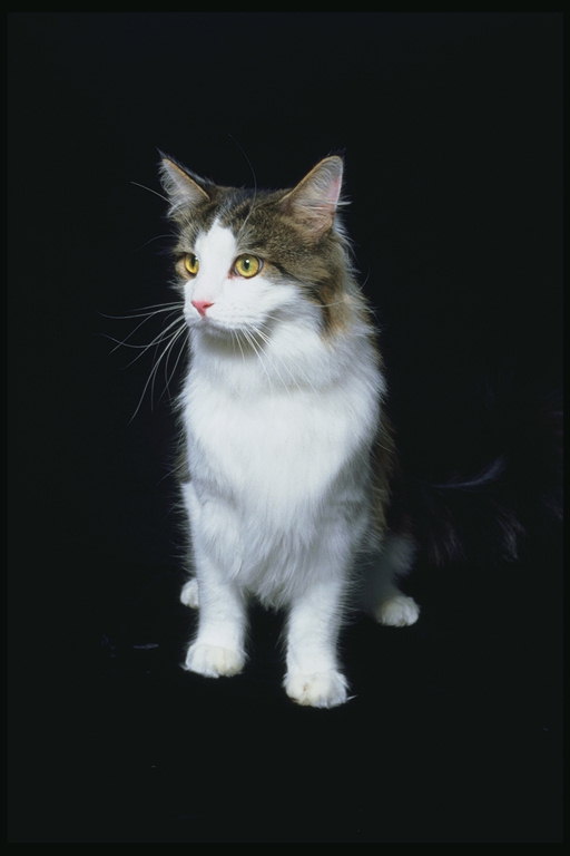 Кот с длинной шерстью и белыми лапами