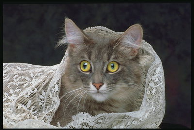 Кот с большими торчащими ушами в белой тюлевой ткани