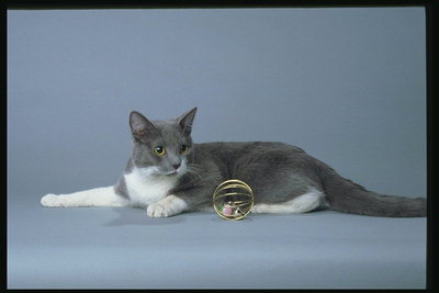 Пепельный кот с белыми лапками и металический шар