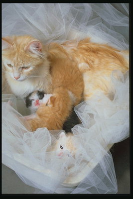 Светло-рыжая кошка с котятами в ящике