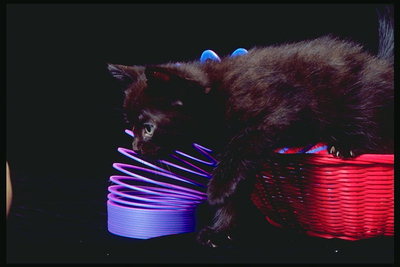 Черный котенок в красной корзинке