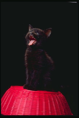 Черный котенок зевает