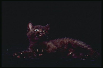 Конкурс: " Черный кот ". - Страница 2 M-336018
