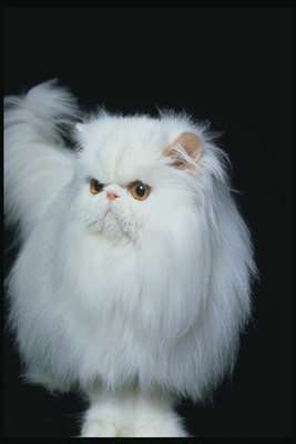 Белый пушистый кот с большими глазами и ушами