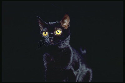 Гладкошерстый черный кот