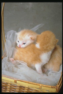 Котята на вуале в корзине