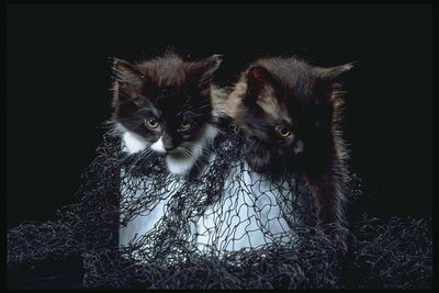 Коты на сетке