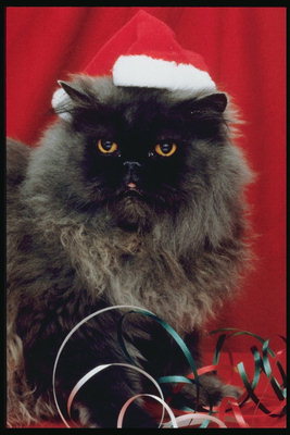 Кот в шапке Санта Клауса