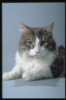Кот с белым горлом и лапами