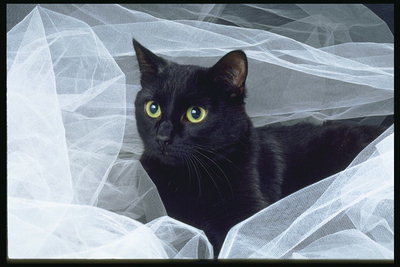 Черный кот среди белой вуали