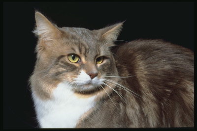 Кот коричневой окраски с белым воротником на груди