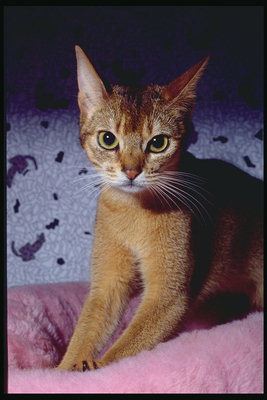 Рыжий котенок с коричневыми полосами на голове