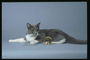 Пепельный кот с белыми лапками и металический шар