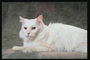 Белый кот с пушистой шерстью и длинной мордой