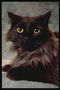 Кот коричневой расцветки с большими торчащими ушами и глазами
