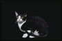 Черно-белый кот в серую полоску