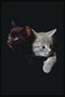 Черный голубоглазый котенок, серые глаза пепельного кота