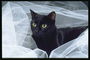Черный кот среди белой вуали