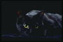 Большие зрачки черного кота