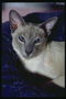 Короткошерстый кот с ярко-голубыми глазами