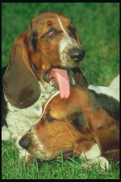 Basset hound lick