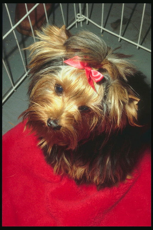 Yorkshire terrier with a long shiny hair and pink bow
